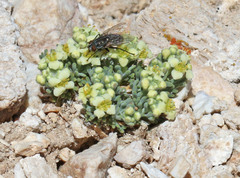 Lepidium ostleri