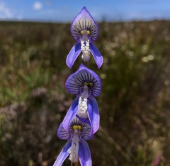 Disa venusta