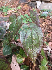 Epimedium koreanum