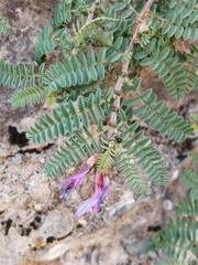 Astragalus humifusus