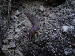 Limax conemenosi
