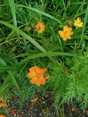 Cosmos sulphureus