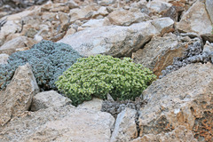 Lepidium ostleri
