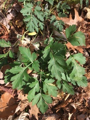 Peucedanum praeruptorum