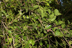 Coccoloba diversifolia