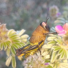 Perixerus