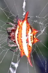 Gasteracantha milvoides