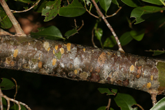 Coccoloba diversifolia