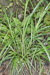 Rhynchospora aristata