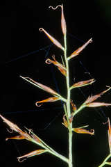 Rhynchospora aristata