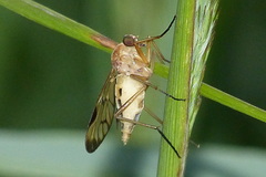 Rhagio strigosus