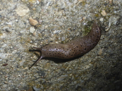 Limax conemenosi