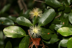 Pithecellobium keyense