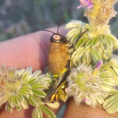 Perixerus