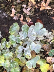 Erysiphe aquilegiae