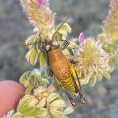 Perixerus