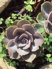 Echeveria gibbiflora × potosina