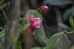 Cavendishia pubescens