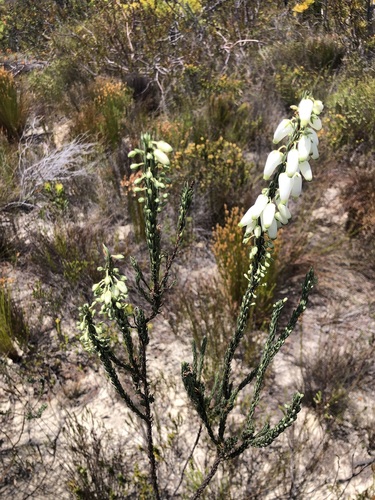 Image of Erica penduliflora by (c) Charleen Brunke, some rights reserved (CC BY)