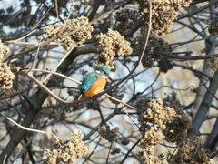 Alcedo atthis