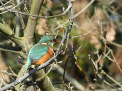 Alcedo atthis
