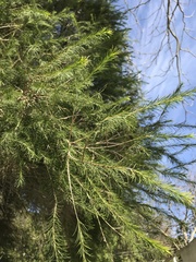 Melaleuca alternifolia