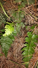 Cranfillia deltoides