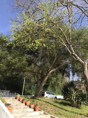 Melaleuca alternifolia