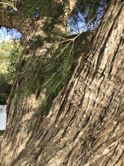 Melaleuca alternifolia