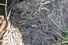 Coronella austriaca austriaca