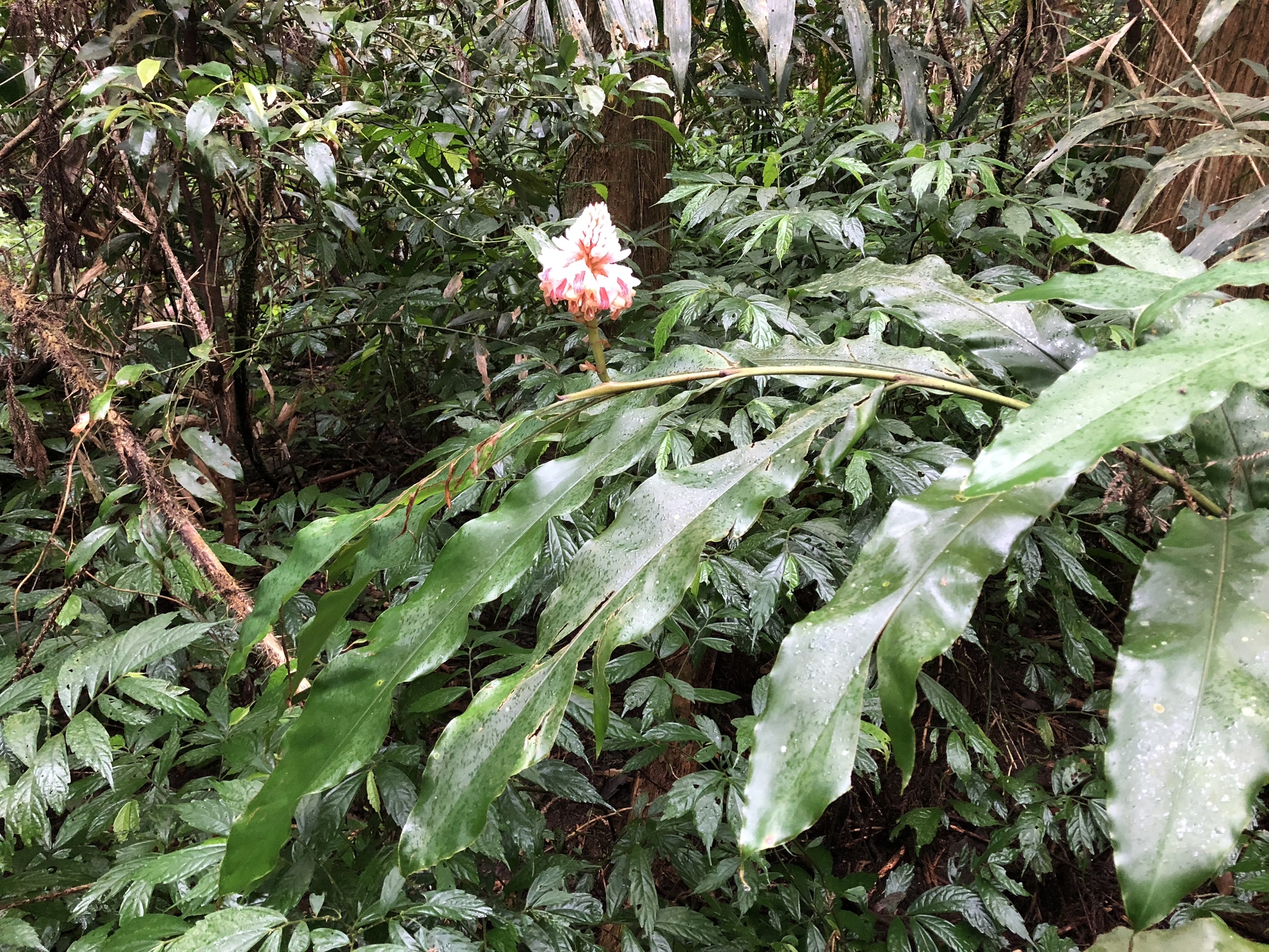 Alpinia shimadae Hayata 3