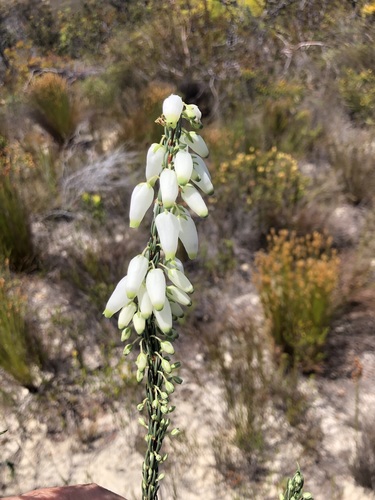 Image of Erica penduliflora by (c) Charleen Brunke, some rights reserved (CC BY)