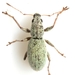 Mitostylus tenuis - Photo (c) Mike Quinn, Austin, TX, some rights reserved (CC BY-NC), uploaded by Mike Quinn, Austin, TX