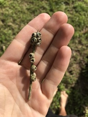 Melaleuca alternifolia