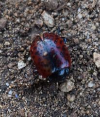 Chrysolina variolosa