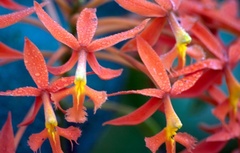 Epidendrum macrocarpum