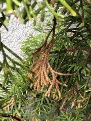 Pestalotiopsis funerea