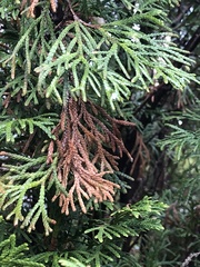 Pestalotiopsis funerea