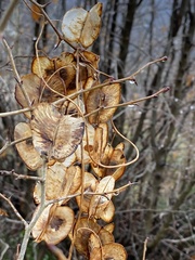 Dioscorea caucasica