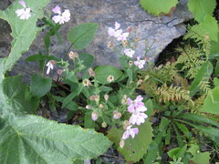 Heliosperma macranthum