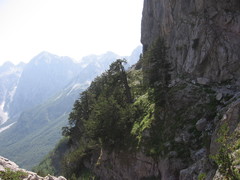 Heliosperma macranthum