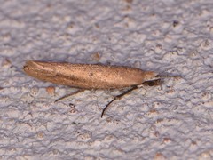 Ypsolopha ochrella