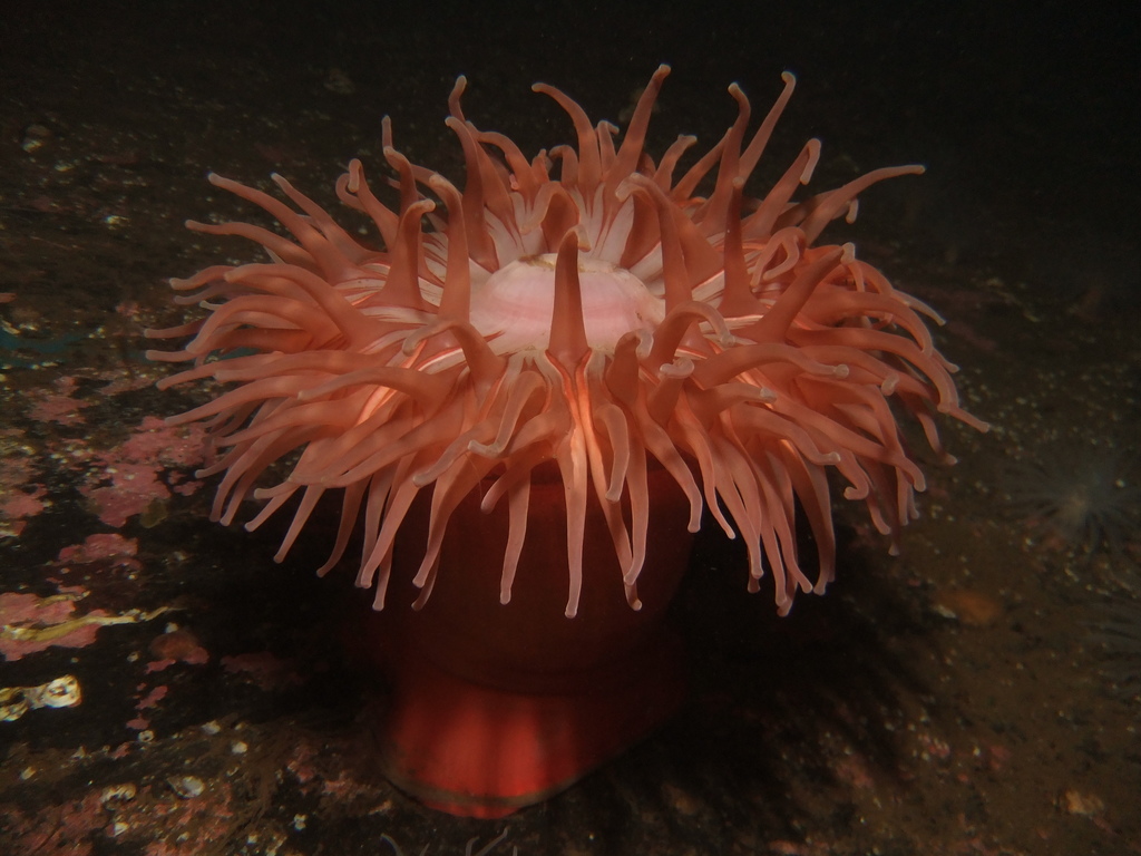 Horseman anemone