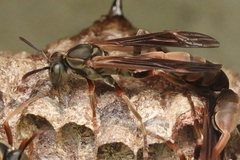 Mischocyttarus drewseni