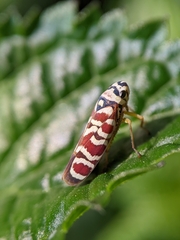 Agrosoma placetis
