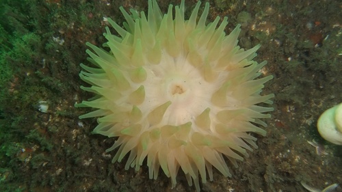 horseman anemone