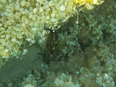 Dendrodoris grandiflora