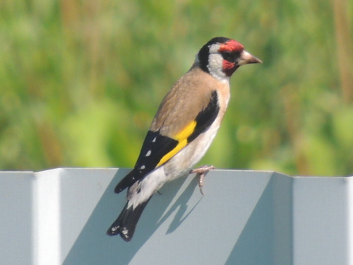 Representative image of Carduelis carduelis carduelis