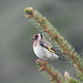 Carduelis carduelis colchica - Photo (c) igor_voinov, some rights reserved (CC BY-NC), uploaded by igor_voinov