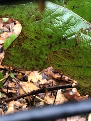 Cercospora hydrangeae